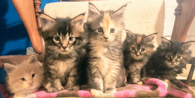 Maine coons enregistré dans Chats et chatons à adopter  à Ouest de l’Île