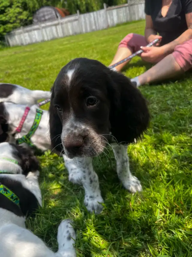 Epagneul Francais Puppy only 4 available in Dogs & Puppies for Rehoming in Oakville / Halton Region - Image 3