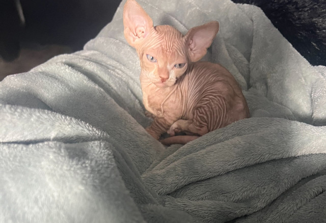 Sphynx bambino mâle  in Cats & Kittens for Rehoming in Gatineau - Image 3