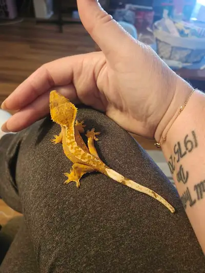 Crested gecko for sale, View more