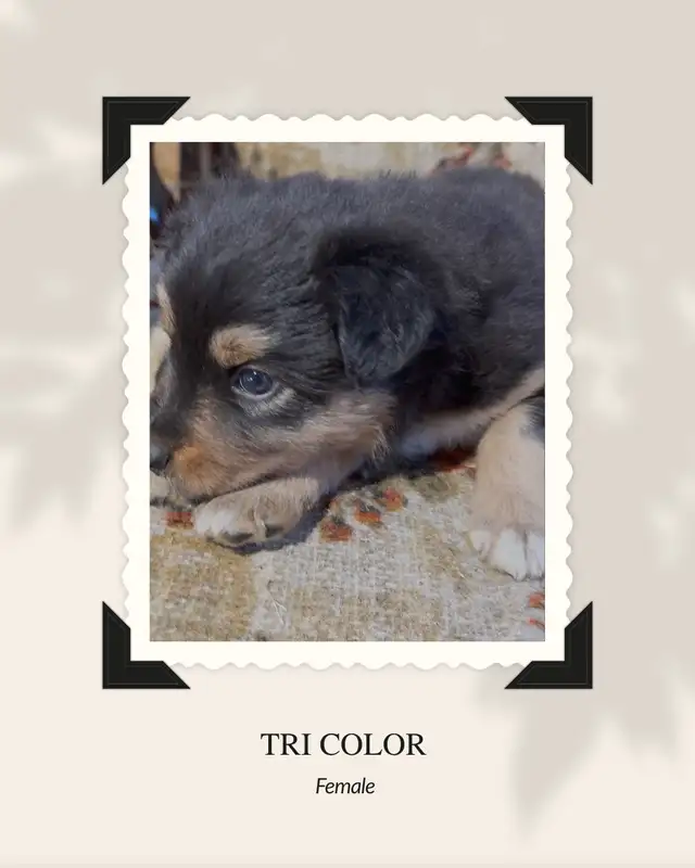 Purebred Australian Shepherd Puppies in Dogs & Puppies for Rehoming in St. Albert - Image 6