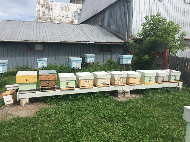 Bees wax frames and Bees nucs dans Animaux de ferme  à Ottawa - Image 3