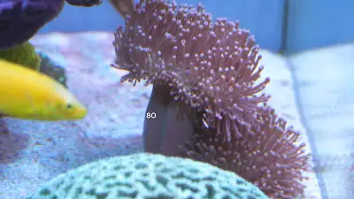 Euphyllia / Sarcophyton / Seriatopora - Frag coral Saltwater, View more