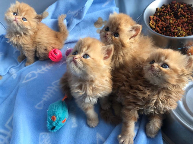 Merveilleux chatons Persans purs très affectueux et présents ! dans Chats et chatons à adopter  à Ville de Québec - Image 3