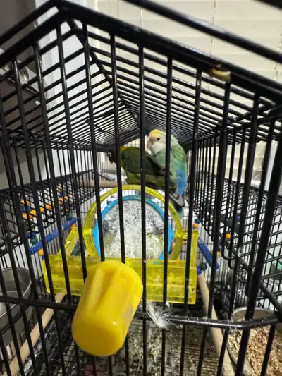 Two lovebirds for sale, View more