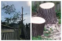 Tree cutting/trimming (Arborist)