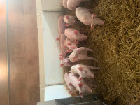 Pigs for sale