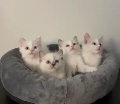 Beautiful purebred ragdoll kittens rehoming, View more