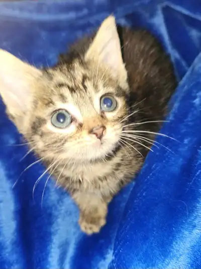 Cute tabby kittens, View more
