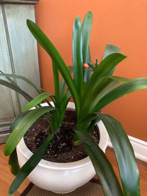 House Plants in Other in Markham / York Region - Image 4