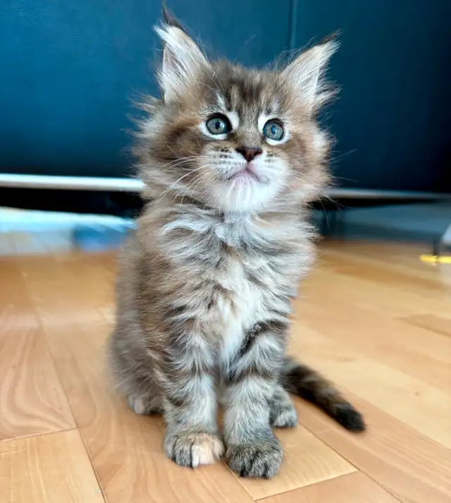 Maine Coon