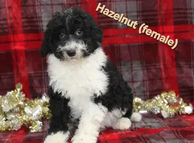 ***CALL OR TEXT ONLY *** We have 1 adorable Female F1B Mini Aussiedoodle puppy available. These pupp...