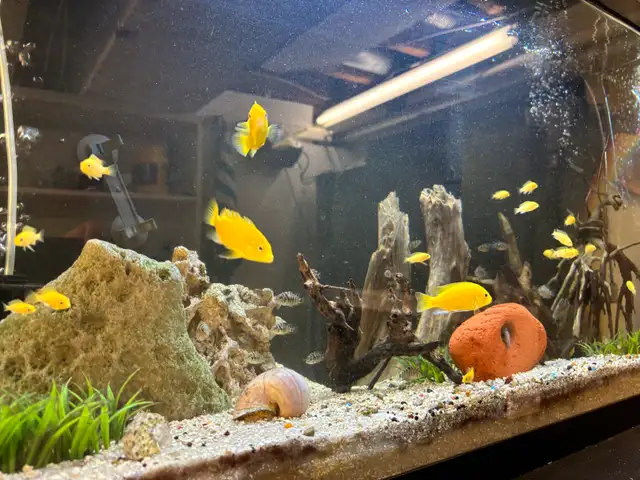 CICHLIDS FISH FOR SALE Aquarium Rocks - Pickering  in Fish for Rehoming in City of Toronto - Image 5