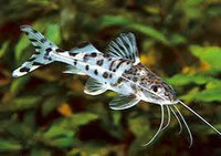 Pictus Cat Fish