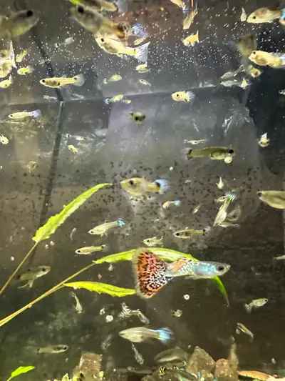 Metal glass guppies - Adult size