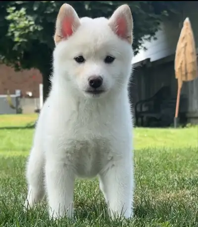 Shiba Inu’s puppies, View more