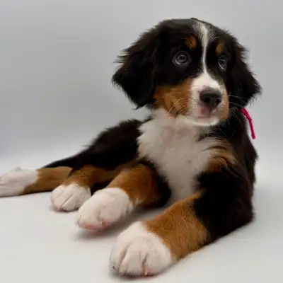 Guardian Homes Wanted for 2 Bernese Mountain Dogs Puppies!, View more