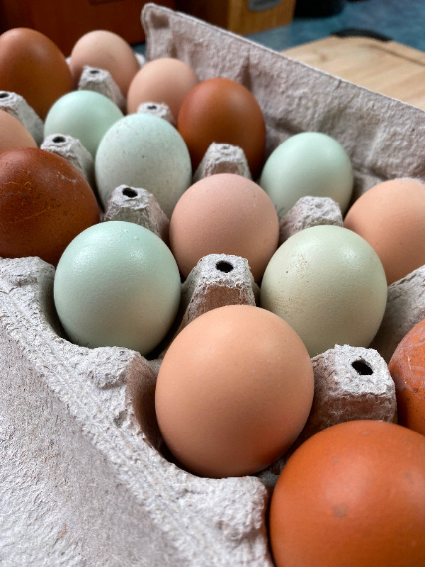 Hatching Eggs in Livestock in City of Halifax - Image 2