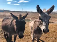 Ferrier needed for 3 donkeys