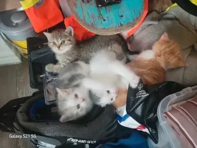chatons a vendre, View more