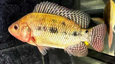 Blue Tilapia 6 inches and up for sale.Spring is here!. Control algae in your pond with Blue Tilapia,...