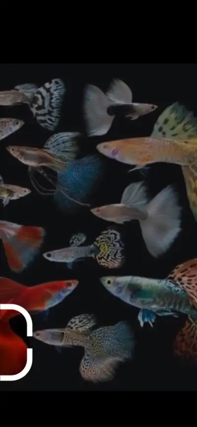 looking for pure bred guppies , View more