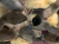 Cute ducklings 