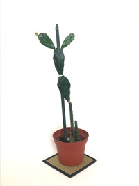 Cactus Succulent Plant Plants Gardening Cacti