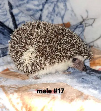 Young male hedgehog, chocolate snowflake pied color, View more