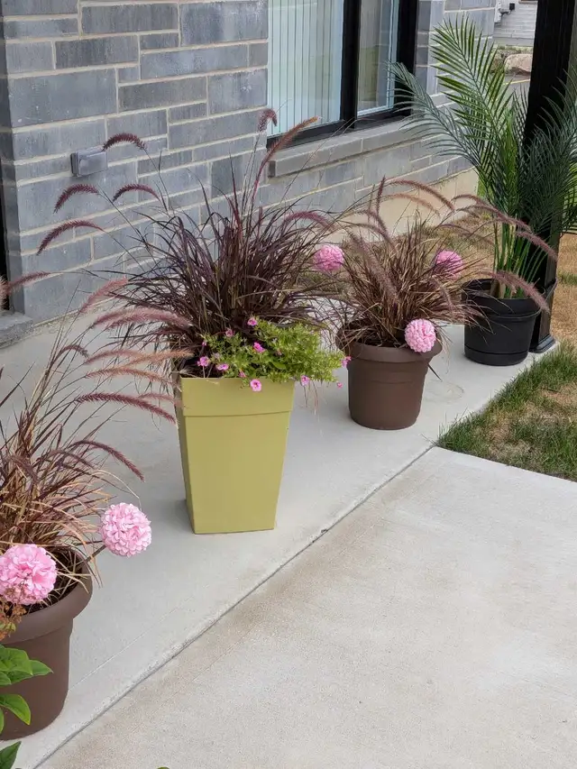PLANTS AND POTS TO GIVE AWAY