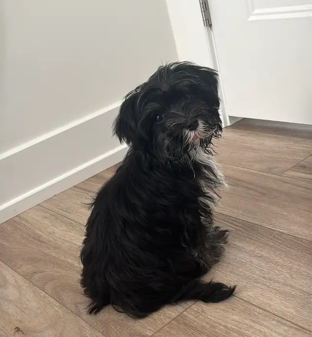 morkies male in Dogs & Puppies for Rehoming in Gatineau - Image 9
