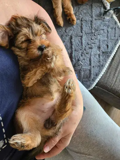 These adorable Yorkie/Maltese mix puppies are looking for their forever homes! They are playful, aff...
