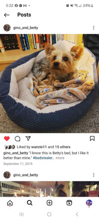 Lost Yorkie Last Seen Around 16th Ave Near A&W