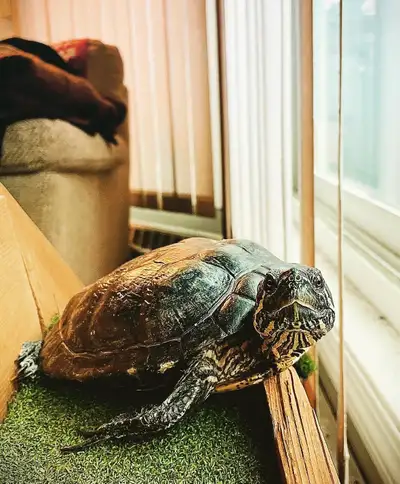 Turtle for Re-Homing , View more