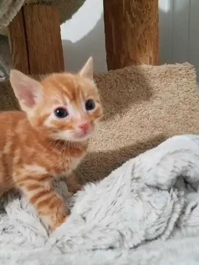 Extremely rare Orange Female Bengal Kitten, View more