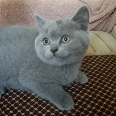 Pure Scottish straight blue kittens registered in CCA/AFC, View more