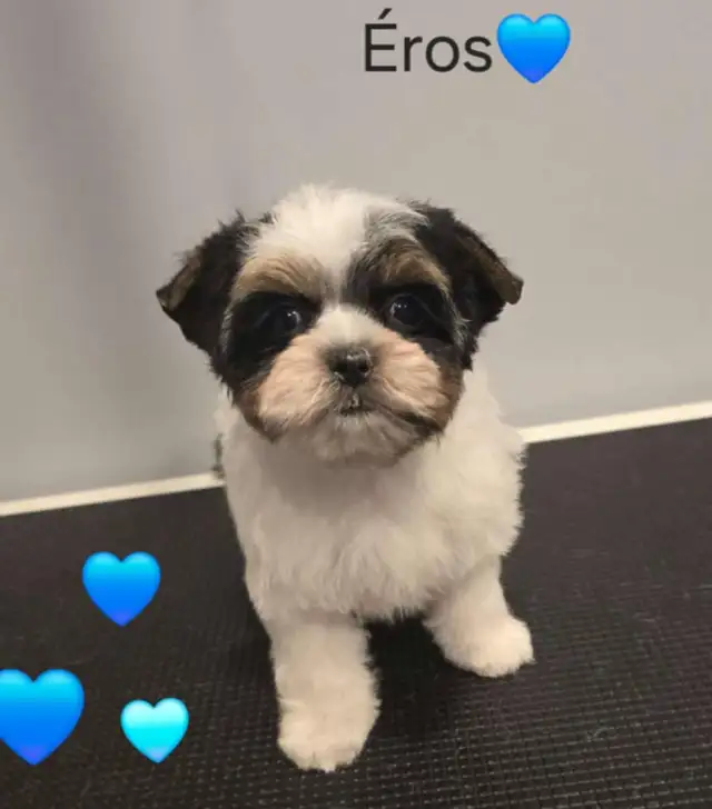 chiot Yorkshire biewer merles in Dogs & Puppies for Rehoming in Longueuil / South Shore - Image 4