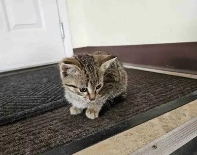 Adorable Kittens!, View more