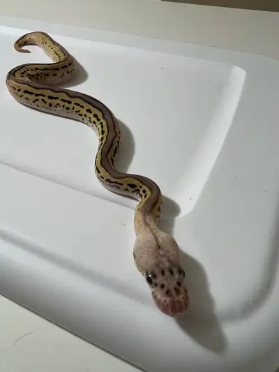 pastel YB leopard clown het pied, View more
