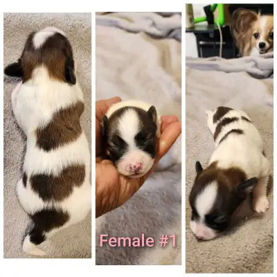 papillon puppies , View more