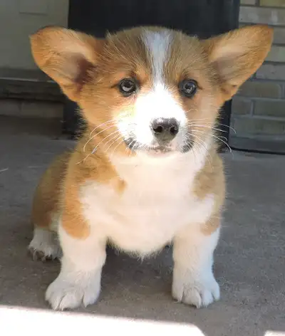 Pembroke Corgi Puppies- Ready for New Homes, View more