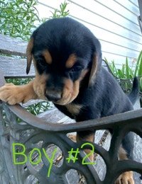 Beagle/Lab mix puppies 