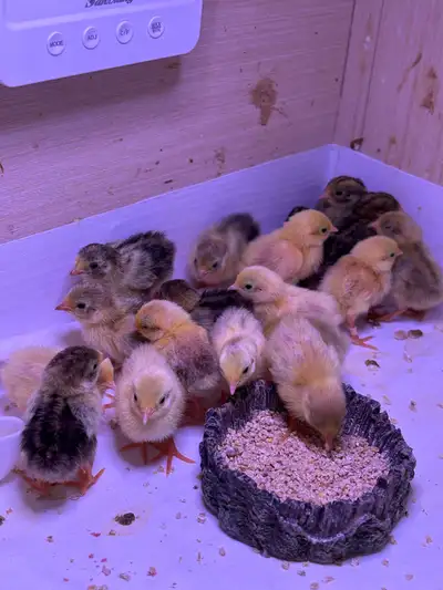 Button quail /caille de chine  fertilized eggs, View more