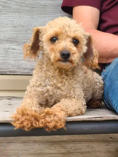 Male Toy Poodle, View more