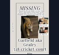 missing cat garfey he is trully missed and loved so much
