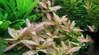 Hygrophila polysperma 'Sunset' - Vibrant   Aquatic  Plant