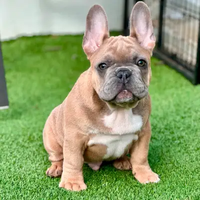 Are you ready to bring a beautiful frenchie into your loving home? If you have researched french bul...