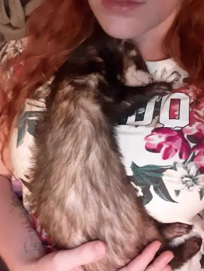 Je recherche un furet a adopter en bas de 2ans . Jen ai deja eu un je sais comment ca marche il ne m...