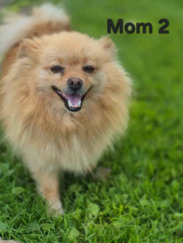 Adorable puppys for sale in Dogs & Puppies for Rehoming in Winnipeg - Image 11