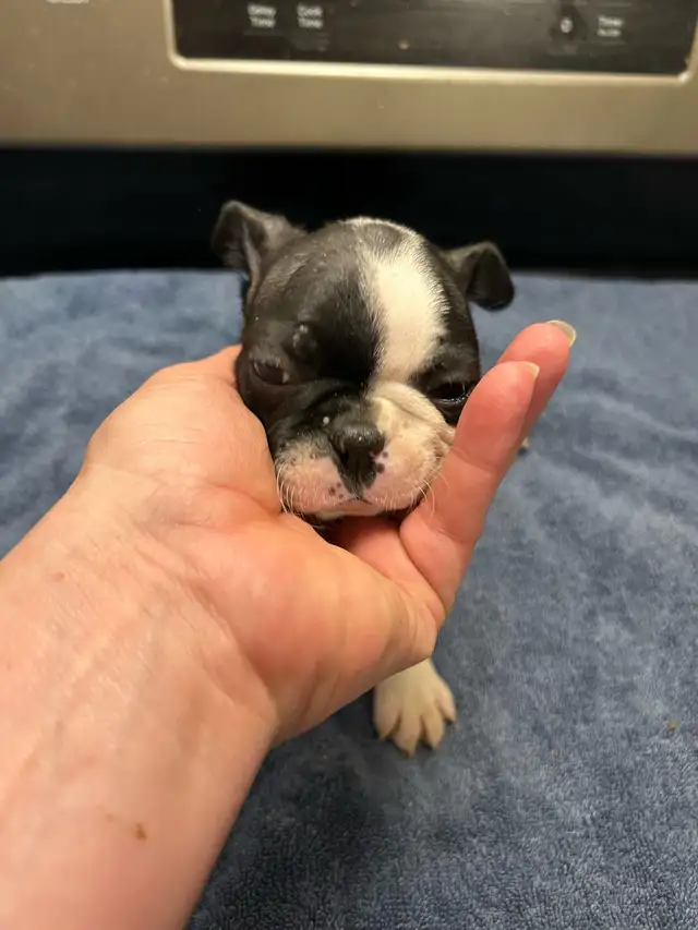 boston terriers in Dogs & Puppies for Rehoming in Prince George - Image 4
